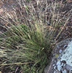 Rytidosperma sp. at Hughes, ACT - 5 Dec 2020