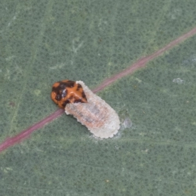 Monophlebidae (family) (Mealy Bugs) at Symonston, ACT - 30 Nov 2020 by AlisonMilton