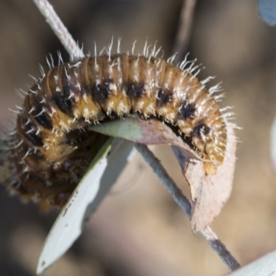 Perginae sp. (subfamily) (Unidentified pergine sawfly) at Scullin, ACT - 20 Nov 2020 by AlisonMilton