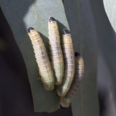 Perginae sp. (subfamily) (Unidentified pergine sawfly) at Scullin, ACT - 20 Nov 2020 by AlisonMilton