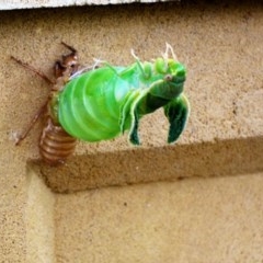 Cystosoma saundersii (Bladder Cicada) - Canberra & Southern Tablelands