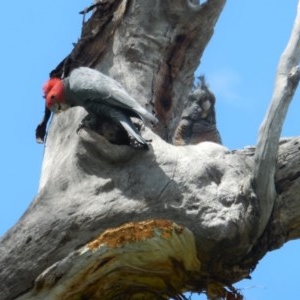 Callocephalon fimbriatum at Hughes, ACT - 30 Nov 2020