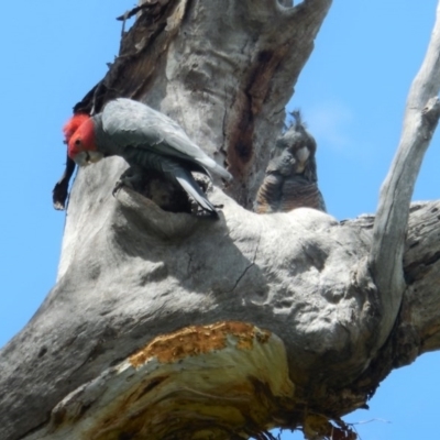 Callocephalon fimbriatum (Gang-gang Cockatoo) at Red Hill to Yarralumla Creek - 30 Nov 2020 by JackyF
