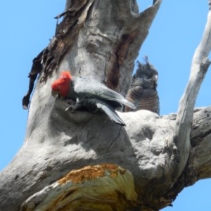 Callocephalon fimbriatum at Hughes, ACT - 30 Nov 2020