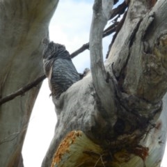 Callocephalon fimbriatum at Hughes, ACT - 30 Nov 2020