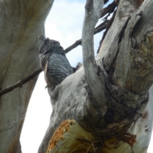 Callocephalon fimbriatum at Hughes, ACT - suppressed