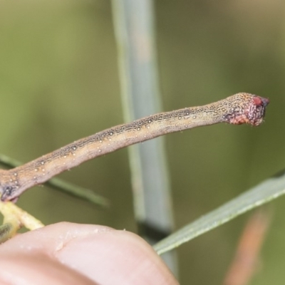 Geometridae (family) IMMATURE at Cook, ACT - 1 Dec 2020 by AlisonMilton