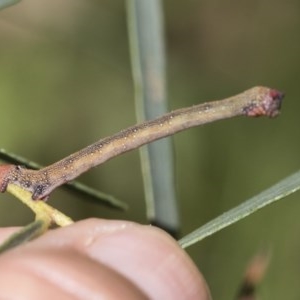 Geometridae (family) IMMATURE at Cook, ACT - 1 Dec 2020