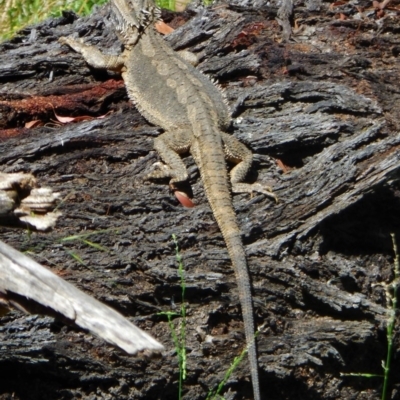 Pogona barbata (Eastern Bearded Dragon) at Hughes Grassy Woodland - 4 Dec 2020 by JackyF