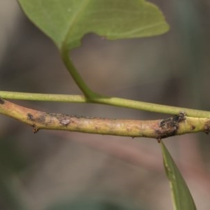 Circopetes obtusata at Cook, ACT - 1 Dec 2020