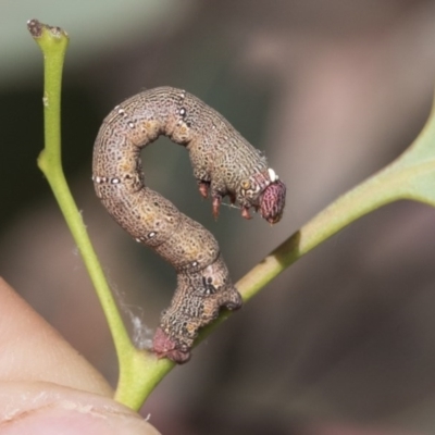 Pholodes sinistraria (Sinister or Frilled Bark Moth) at Cook, ACT - 1 Dec 2020 by AlisonMilton