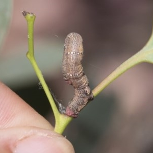 Pholodes sinistraria at Cook, ACT - 1 Dec 2020