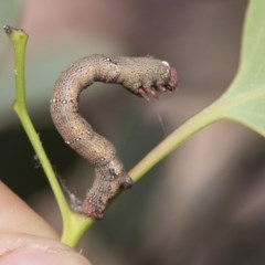 Pholodes sinistraria at Cook, ACT - 1 Dec 2020