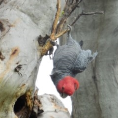 Callocephalon fimbriatum (Gang-gang Cockatoo) at Hughes, ACT - 30 Nov 2020 by JackyF