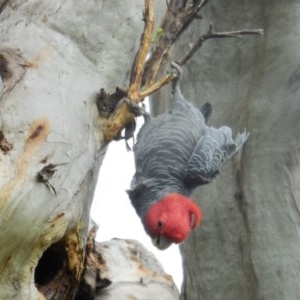 Callocephalon fimbriatum at Hughes, ACT - 30 Nov 2020