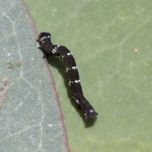 Geometridae (family) IMMATURE at Cook, ACT - 1 Dec 2020