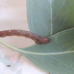 Geometridae (family) IMMATURE at Cook, ACT - 1 Dec 2020 12:31 PM