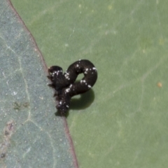 Geometridae (family) IMMATURE at Cook, ACT - 1 Dec 2020 12:31 PM