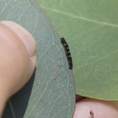 Geometridae (family) IMMATURE at Cook, ACT - 1 Dec 2020 12:31 PM