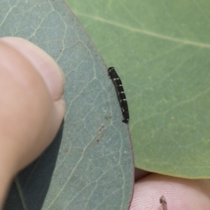 Geometridae (family) IMMATURE at Cook, ACT - 1 Dec 2020 12:31 PM