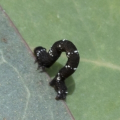 Geometridae (family) IMMATURE at Cook, ACT - 1 Dec 2020 12:31 PM