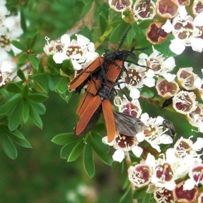 Porrostoma sp. (genus) (Lycid, Net-winged beetle) at Red Hill to Yarralumla Creek - 5 Dec 2020 by JackyF