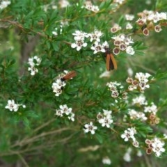 Porrostoma sp. (genus) at Hughes, ACT - 5 Dec 2020