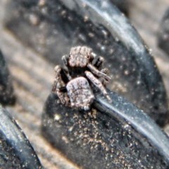 Maratus vespertilio (Bat-like peacock spider) at Throsby, ACT - 1 Dec 2020 by davobj