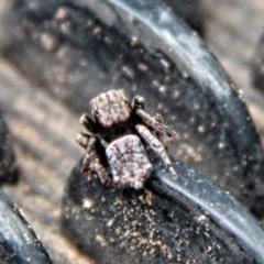 Maratus vespertilio at Throsby, ACT - 2 Dec 2020