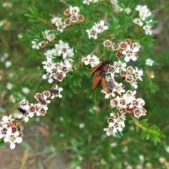 Kunzea ericoides (Burgan) at Federal Golf Course - 5 Dec 2020 by JackyF