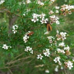 Kunzea ericoides at Hughes, ACT - 5 Dec 2020