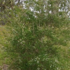 Kunzea ericoides at Hughes, ACT - 5 Dec 2020 12:11 PM