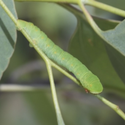 Geometridae (family) IMMATURE at Cook, ACT - 1 Dec 2020 by AlisonMilton