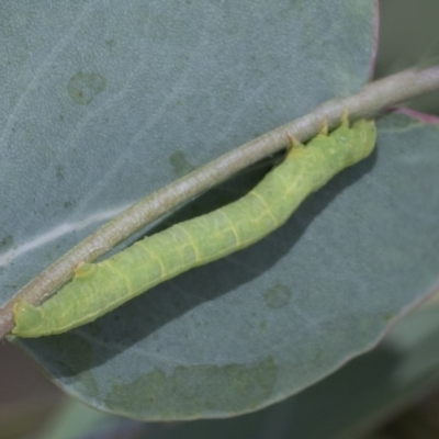 Geometridae (family) IMMATURE at Cook, ACT - 1 Dec 2020 by AlisonMilton
