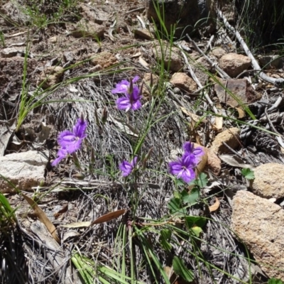 Thysanotus tuberosus subsp. tuberosus (Common Fringe-lily) at Isaacs Ridge and Nearby - 4 Dec 2020 by Mike