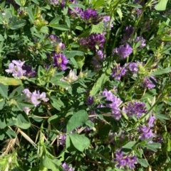 Medicago sativa (Lucerne, Alfalfa) at Forde, ACT - 27 Oct 2020 by Jenny54