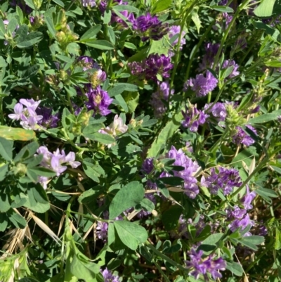 Medicago sativa (Lucerne, Alfalfa) at Forde, ACT - 27 Oct 2020 by Jenny54