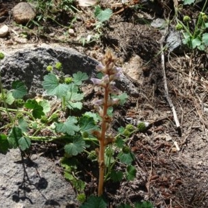 Orobanche minor at Isaacs Ridge - 4 Dec 2020 11:30 AM