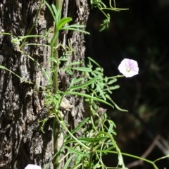 Convolvulus angustissimus subsp. angustissimus at Isaacs Ridge - 4 Dec 2020