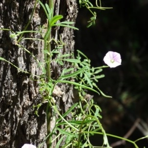 Convolvulus angustissimus subsp. angustissimus at Isaacs Ridge - 4 Dec 2020 11:52 AM