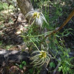 Clematis leptophylla (Small-leaf Clematis, Old Man's Beard) at Isaacs Ridge and Nearby - 4 Dec 2020 by Mike