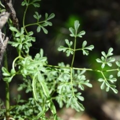 Clematis leptophylla at Isaacs Ridge - 4 Dec 2020