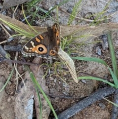 Junonia villida (Meadow Argus) at Hughes Grassy Woodland - 3 Dec 2020 by JackyF