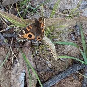 Junonia villida at Deakin, ACT - 4 Dec 2020