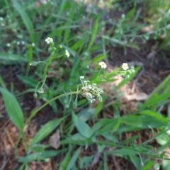 Hackelia suaveolens (Sweet Hounds Tongue) at Isaacs Ridge and Nearby - 4 Dec 2020 by Mike