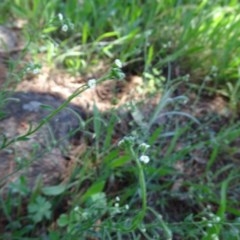 Hackelia suaveolens at Isaacs Ridge - 4 Dec 2020