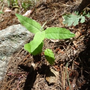 Olearia lirata at Isaacs, ACT - 4 Dec 2020 12:20 PM