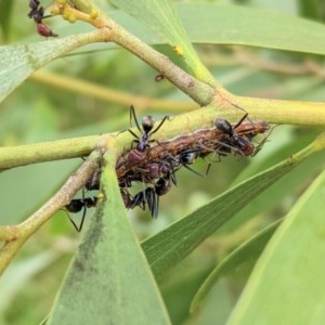 Jalmenus ictinus at Hughes, ACT - 5 Dec 2020 12:22 PM