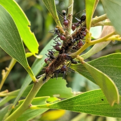 Iridomyrmex purpureus (Meat Ant) at Federal Golf Course - 5 Dec 2020 by JackyF