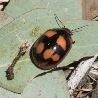 Paropsisterna beata (Blessed Leaf Beetle) at Cook, ACT - 1 Dec 2020 by AlisonMilton